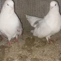 دوجفت دوکت سرو نک ریز کشیده بلند و یک جفت سرخ