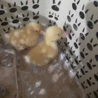 فروش دو عدد جوجه اردک