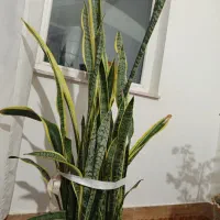 گل شاداب|گل و گیاه طبیعی|میاندوآب, |دیوار