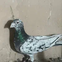 خارا هفترنگ پرشی