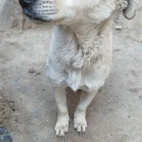 سگ پاکوتاه|سگ|ملایر, |دیوار