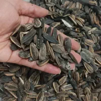 گردو درجه یک کاغذی وتخمه مغزپروخوش طعم