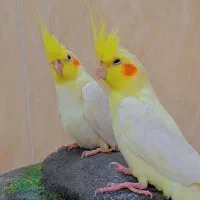 فروش عروس هلندی|پرنده|وراوی, |دیوار