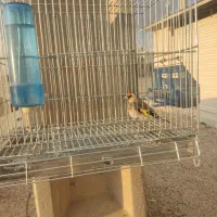 سهره خاکی درجه 1