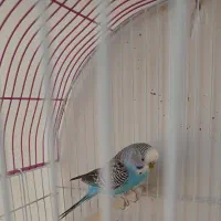 مرغ عشق|پرنده|شیراز, غدیر جنوبی|دیوار