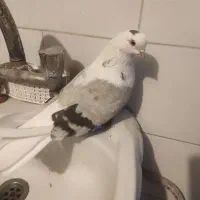 ماده دوکت سبز|پرنده|بندر امام خمینی, |دیوار