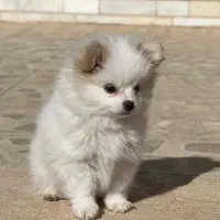 سگ پامر|سگ|آباده, |دیوار