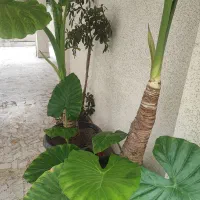 گل طبیعی بابا آدم