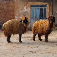 جفت میش اصیل بختیاری|حیوانات مزرعه|گتوند, |دیوار