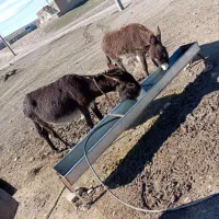 دوعدد ابلاغ نر وماده