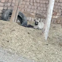 توله اصل|سگ|دشتابی, |دیوار