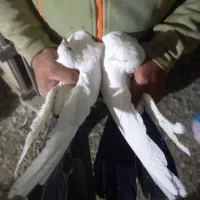 دمبی وسیاه|پرنده|نوشین شهر, |دیوار