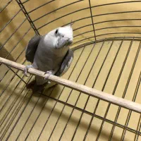 عروس هلندی وایت فیس سیلور