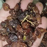 گله افتابی.کشمش افتابی