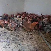 مرغ تخمگزار محلی جوان پر تخت