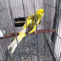 جوجه قناری رسمی بلند|پرنده|مهدی شهر, |دیوار