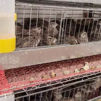 بلدرچین تخمگذار ژاپنی گوشتی