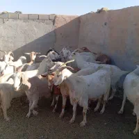 تعداد 29راس بز آبستن|حیوانات مزرعه|مهریز, |دیوار