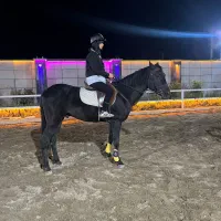 داوطلب خانوم جهت کمک در ترین و آموزش اسبها