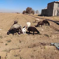 تعدادی میش و بره درجه یک