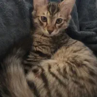 واگذاری گربه رایگان|گربه|پاکدشت, پاکدشت (مامازند)|دیوار