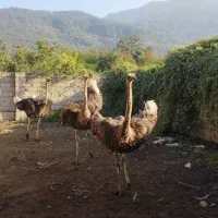 فروش شتر مرغ