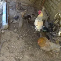۲تامرغ و۱عدد خروس دورگه و ۲عدداوردک ایرانی|حیوانات مزرعه|گالیکش, |دیوار