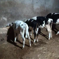 شش عدد گوساله ماده نژاددار از نسل گاو پر شیر|حیوانات مزرعه|اردبیل, |دیوار
