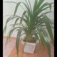 گل های آپارتمانی|گل و گیاه طبیعی|ملایر, |دیوار