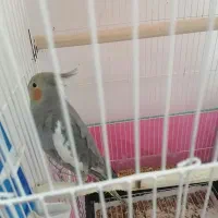 یک عدد عروس هلندی ماده