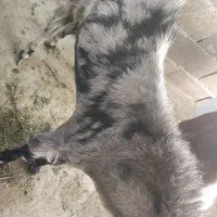 بز نر|حیوانات مزرعه|ایرانشهر, |دیوار