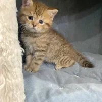 گربه بریتیش نر|گربه|بندرعباس, |دیوار