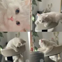 گربه پرشین خالص ماده