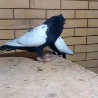 جفت سینه سیاه