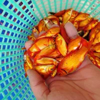 ماهی قرمز مخلوط شب عید|ماهی|نجفآباد, فاز ۲ شهرک آزادگان|دیوار