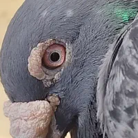 نروماده ضمانتی|پرنده|مشهد, شهید علی محمدی|دیوار