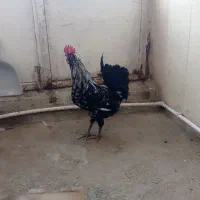 خروس گلین|حیوانات مزرعه|شیروان (خراسان), |دیوار