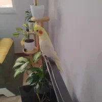 عروس هلندی نر و ماده|پرنده|آستانه اشرفیه, |دیوار