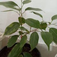 گل بنجامین
