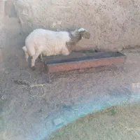 سلام شیشک خوش تخم فروشی