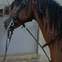 اسب نریان سواری دار عرب فروشی