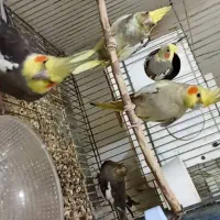 عروس هلندی دستی فول