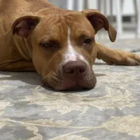 واگذاری سگ پیت بول|سگ|شاهین‌شهر, عطار|دیوار