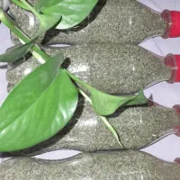 نعنا خالواش خشک شده