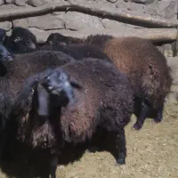 بره نر چاق|حیوانات مزرعه|زنجان, |دیوار