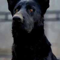 ژرمن بلک|سگ|مشهد, فردوسی|دیوار