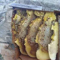 عسل وحشی ارگانیگ|خوردنی و آشامیدنی|سردرود, |دیوار