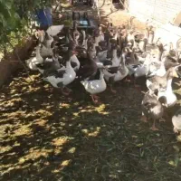 فروش انواع غاز محلی وزن سنگین دارد