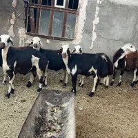 بره قوچ عتیقه