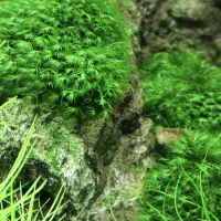 خزه اکواریوم